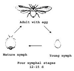 ENTO 331 :: Lecture 03 :: Pests of Finger Millet